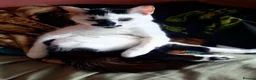 Domestic Shorthair cats for sale: Missy  in Immingham - Advert 1
