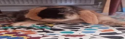English Lop rabbits for sale: English Lop (male), mixed friendly bunny for sale. - Advert 2