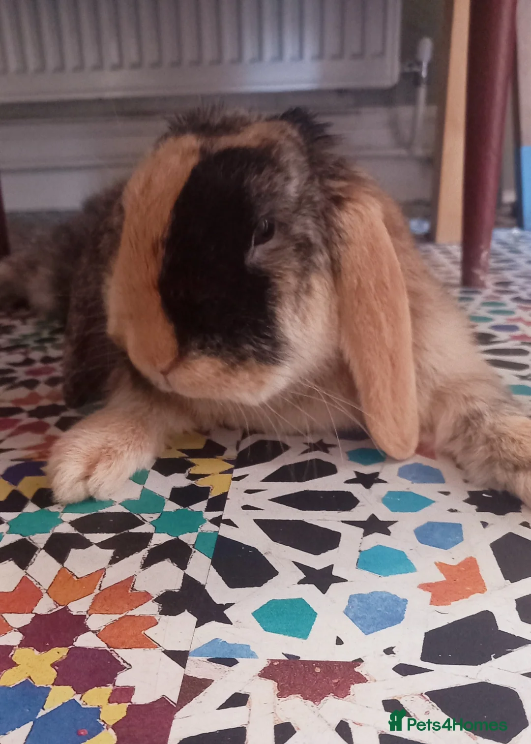 English Lop rabbits for sale: English Lop (male), mixed friendly bunny for sale. - Advert 2