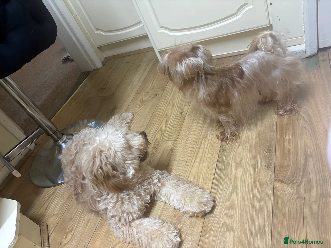 Yorkshire Terrier dogs for sale: Miniature yorkshire terrier - Advert 4