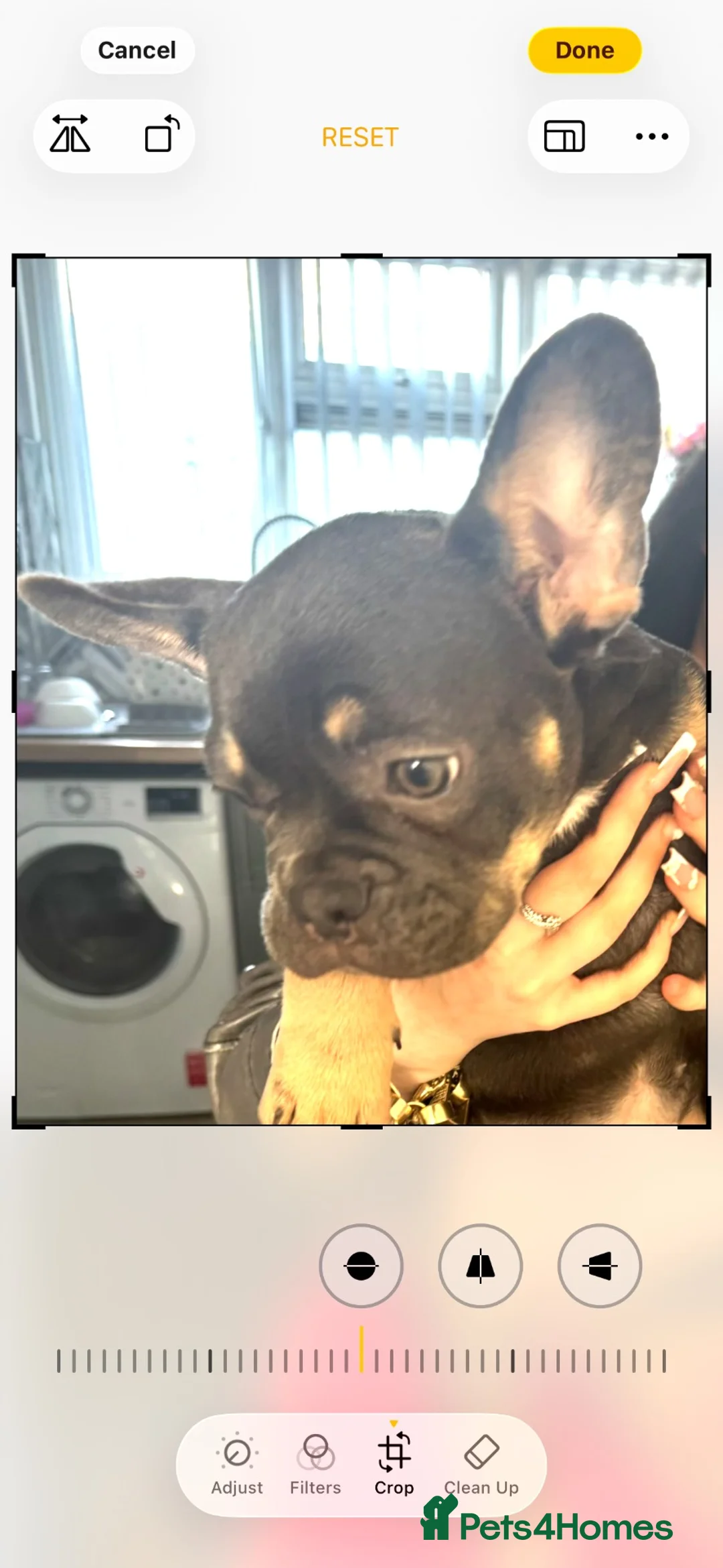 French Bulldog dogs for sale: 5 month old girl puppy - Advert 2