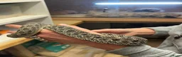 Snake reptiles for sale: Ten x Hog Nose Snakes Various Colour Morphs  in Swaffham - Advert 9