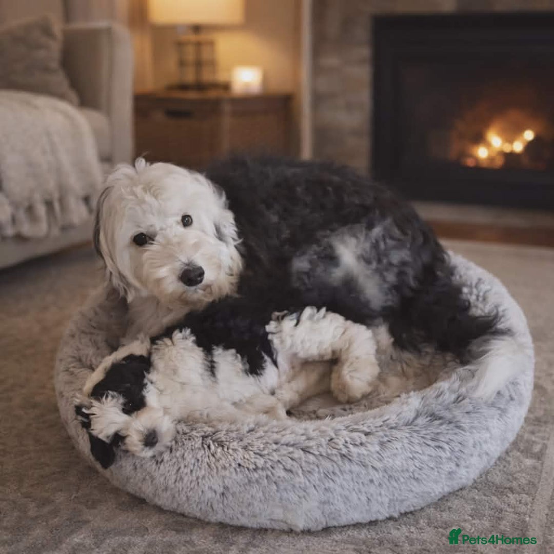 Old English Sheepdog dogs for sale:  kc registered old english sheepdog girl puppy  - Advert 2