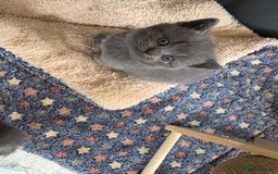 British Shorthair cats for sale: Stunning GCCF BSH kittens (2 MALES left) - Image 5