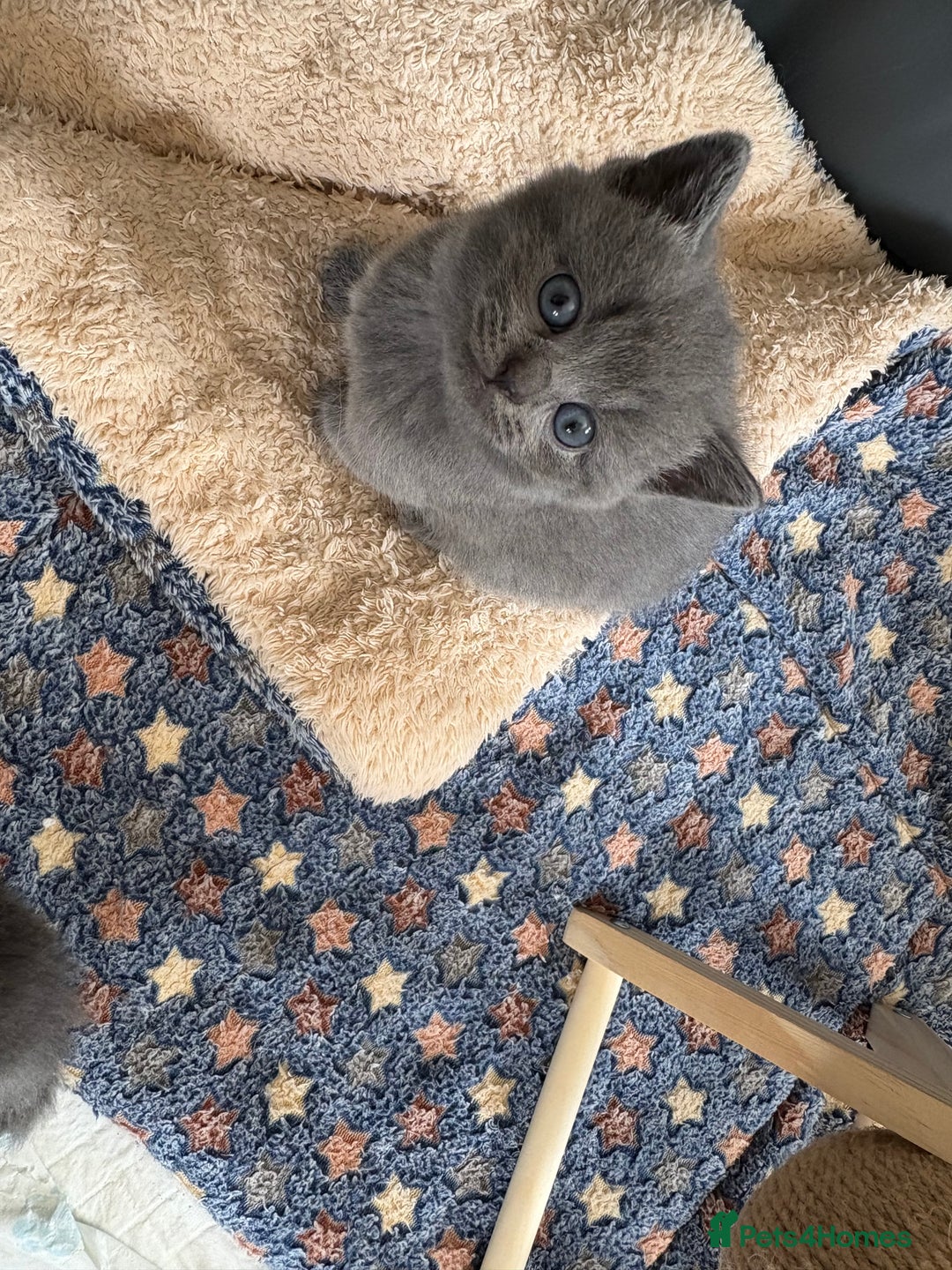 British Shorthair cats for sale: Stunning GCCF BSH kittens (2 MALES left) - Image 5