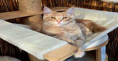 Maine Coon cats - Advert 15