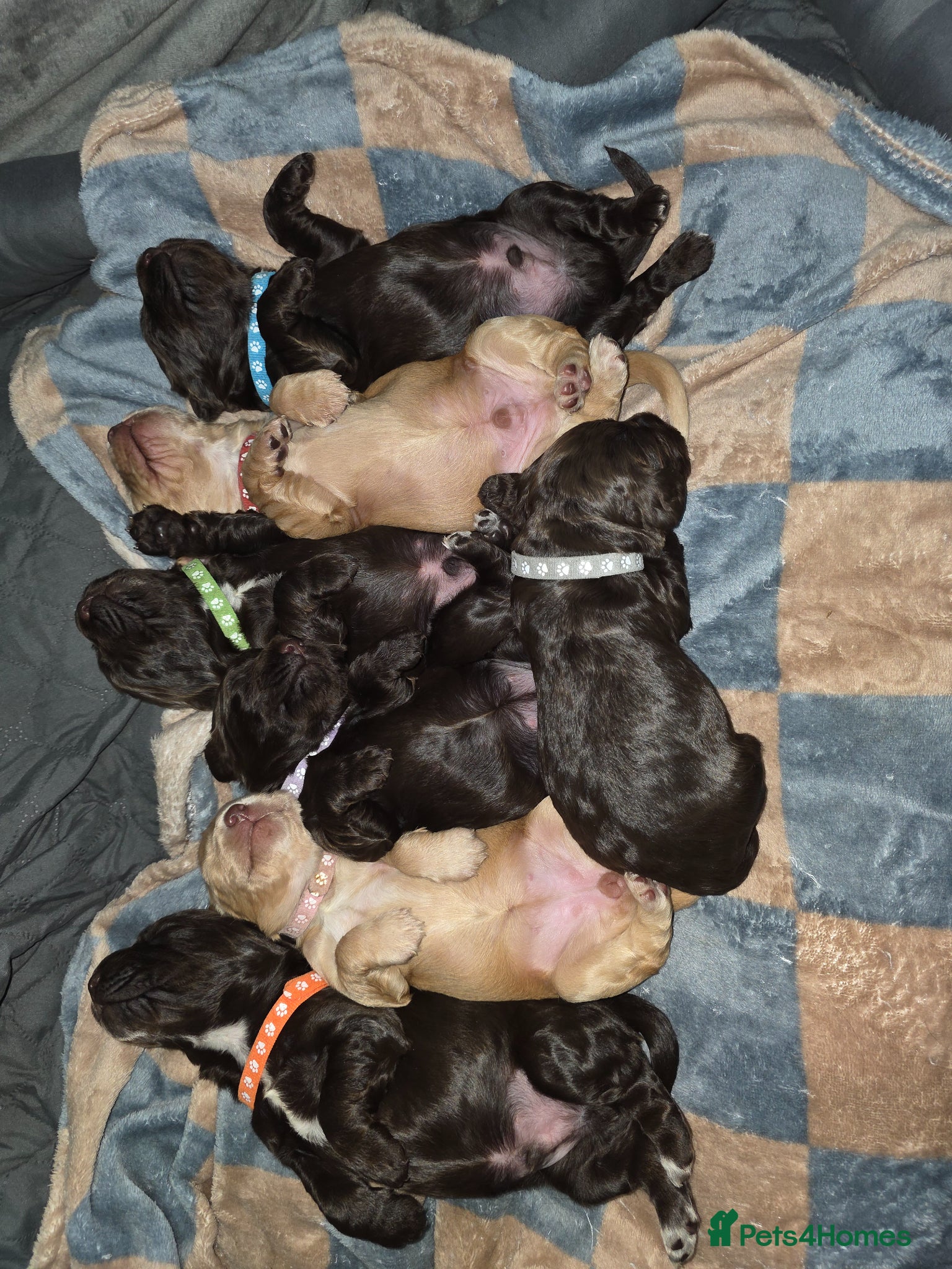 Cocker Spaniel dogs KC Registered Working Cocker Spaniel Pups - Advert 14