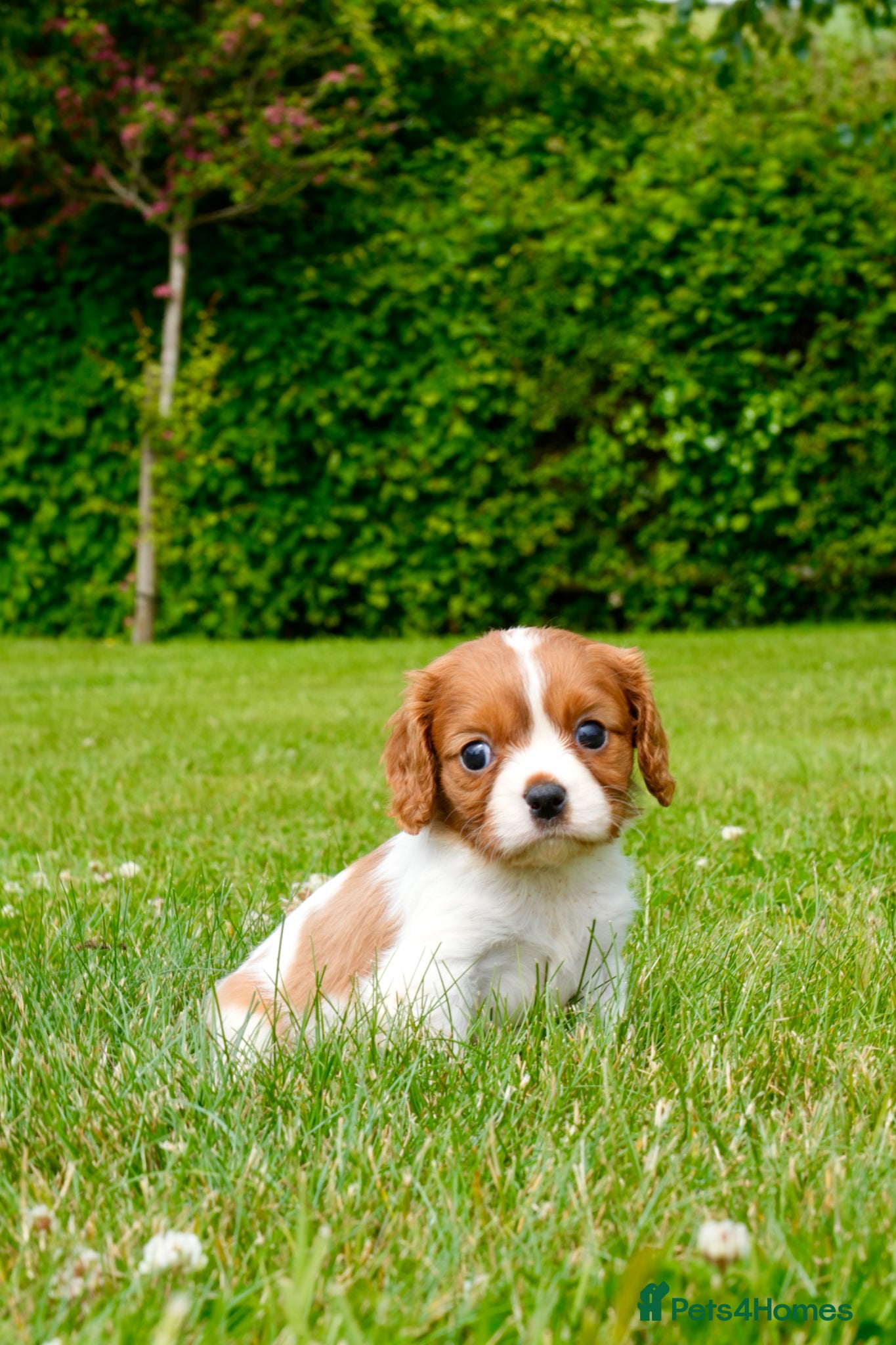 Cavalier King Charles Spaniel dogs for sale: Cavalier King Charles Puppies - Advert 14