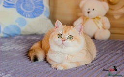 British Shorthair cats for sale: GCCF reg British Shorthair Chocolate Gold Kittens  in London - Image 12