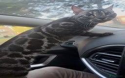 Bengal cats for sale: Well socialised bengal kittens - ready 21/12/25 - Advert 37