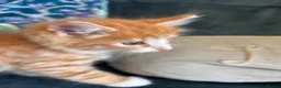 Mixed Breed cats for sale: 4 amazing coloured kittens - Advert 21