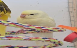 Parakeets birds for sale: Hand reared kakarikis - Image 3