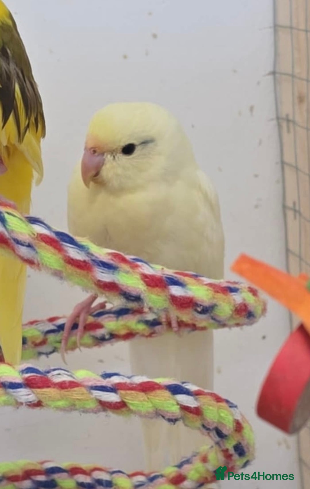 Parakeets birds for sale: Hand reared kakarikis - Image 3