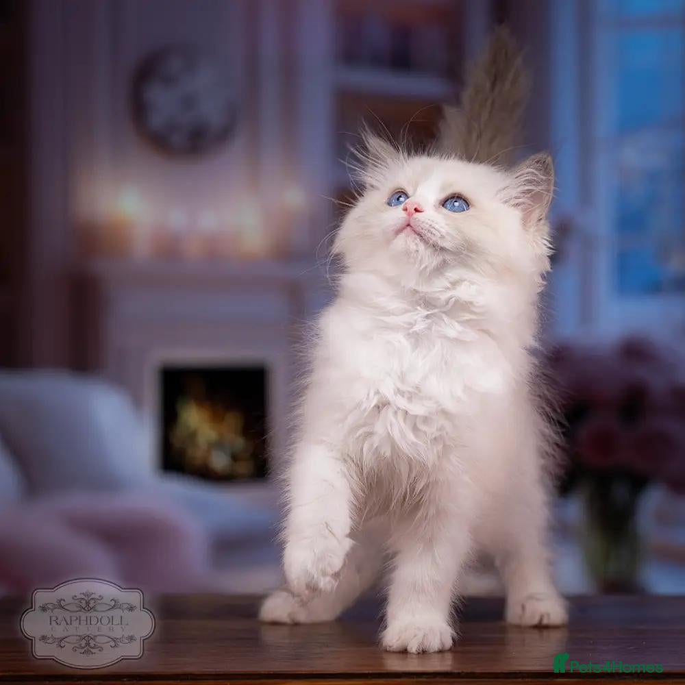 Ragdoll cats Ragdoll Kitten Girl LSEB 94% Purity HALF PRICE! - Advert 2
