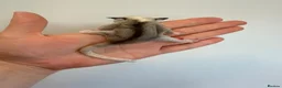 Sugar Glider rodents for sale: Sugar gliders available  - Advert 3