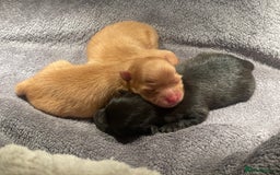 Pomeranian dogs for sale: CHAMPION KENNEL CLUB Pomeranian puppy orange black - Image 15