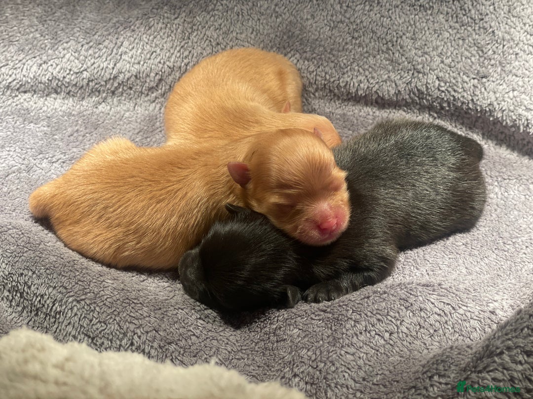 Pomeranian dogs for sale: CHAMPION KENNEL CLUB Pomeranian puppy orange black - Image 15