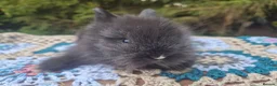 Angora rabbits for sale: 💜 Gorgeous Teddydwerg babies- parents imprted 💜 - Advert 19