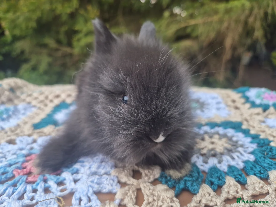 Angora rabbits for sale: 💜 Gorgeous Teddydwerg babies- parents imprted 💜 - Advert 19