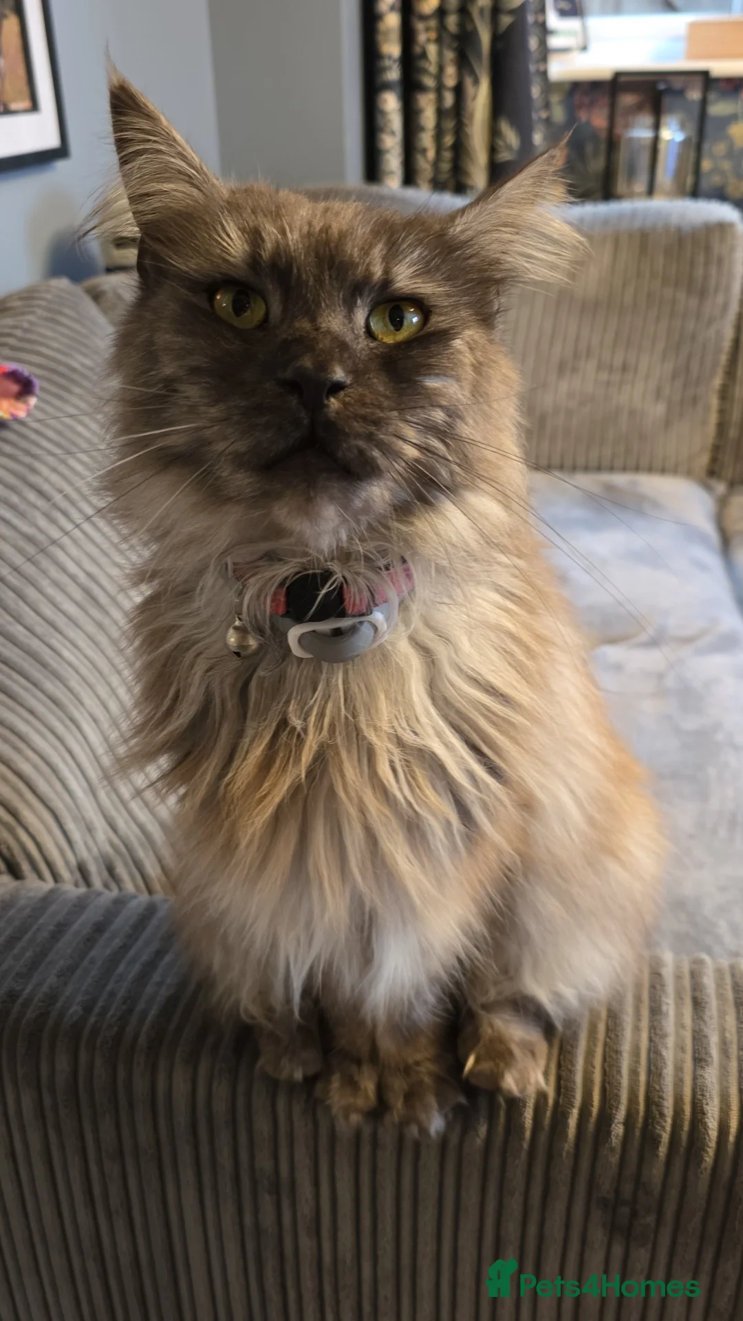 Maine Coon cats for sale: Male and female maine coon for rehoming  - Advert 2