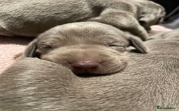 Weimaraner dogs for sale: Quality Weimaraner Puppies - Image 10