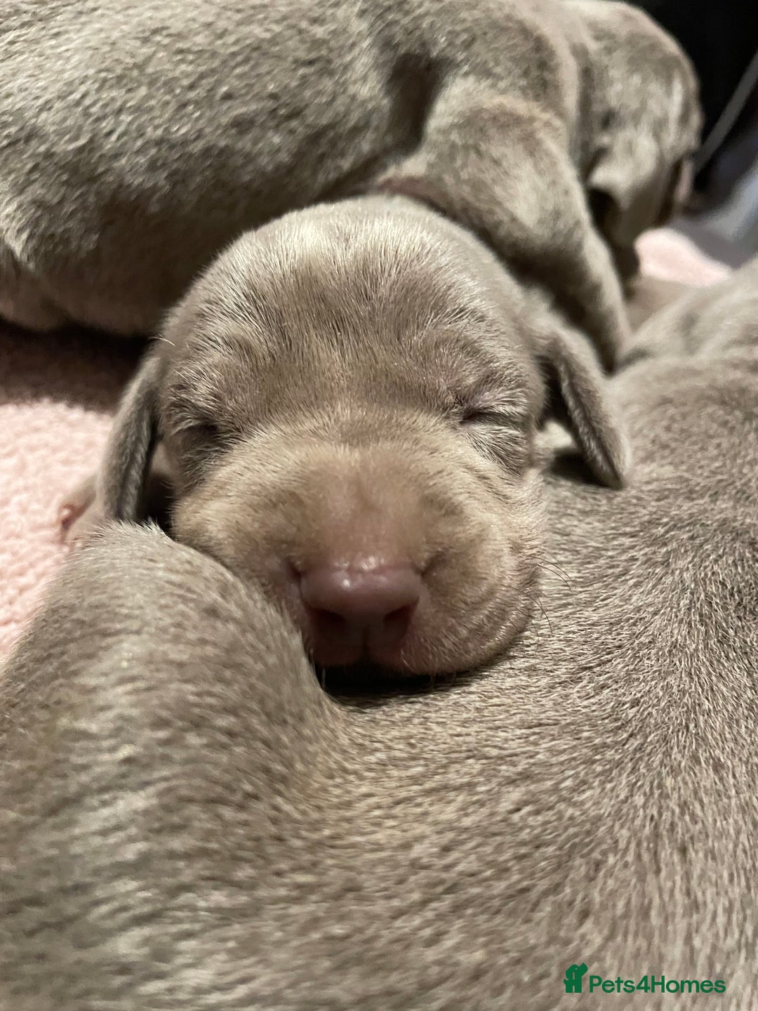Weimaraner dogs for sale: Quality Weimaraner Puppies - Image 10