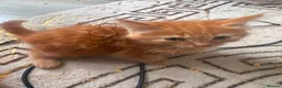 Mixed Breed cats for sale: ginger kittens  - Advert 6