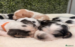 Cocker Spaniel dogs for sale: 🖤🤍 KC REG Show Cocker Spaniel Puppies For Sale - Advert 6