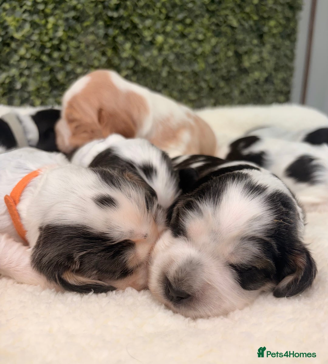 Cocker Spaniel dogs for sale: 🖤🤍 KC REG Show Cocker Spaniel Puppies For Sale - Advert 6