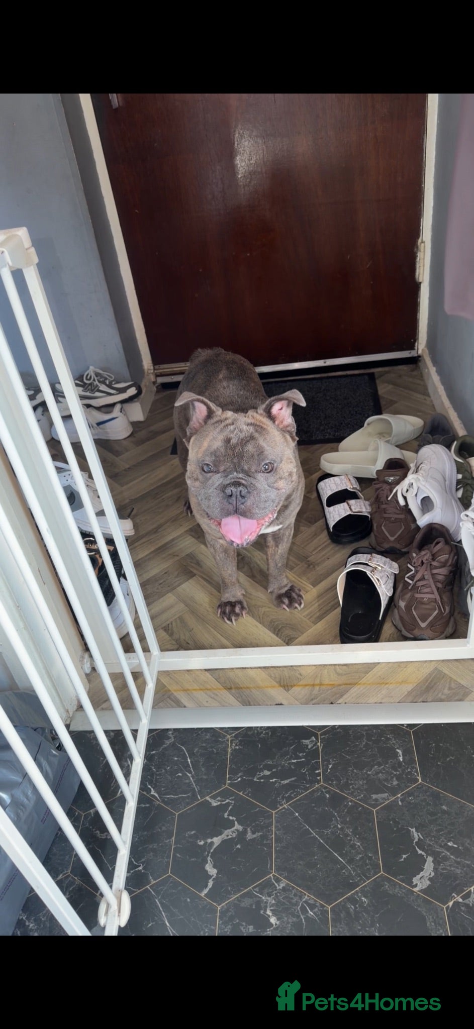 Mixed Breed dogs Mini bulldog  - Advert 1