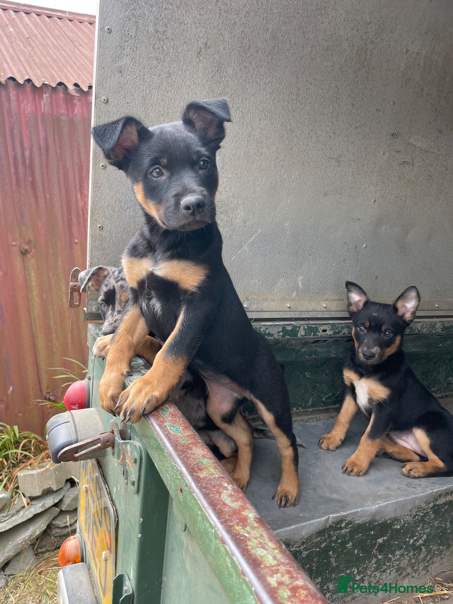 Mixed Breed dogs 3 x KELPIE X PUPS - BITCHES - Advert 17