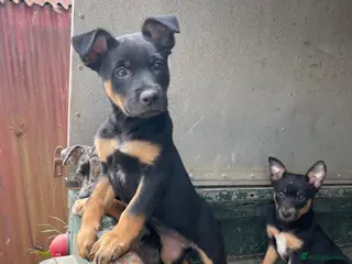 Mixed Breed dogs 3 x KELPIE X PUPS - BITCHES - Advert 2