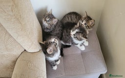 British Shorthair cats for sale: British Short-hair kittens - Image 8