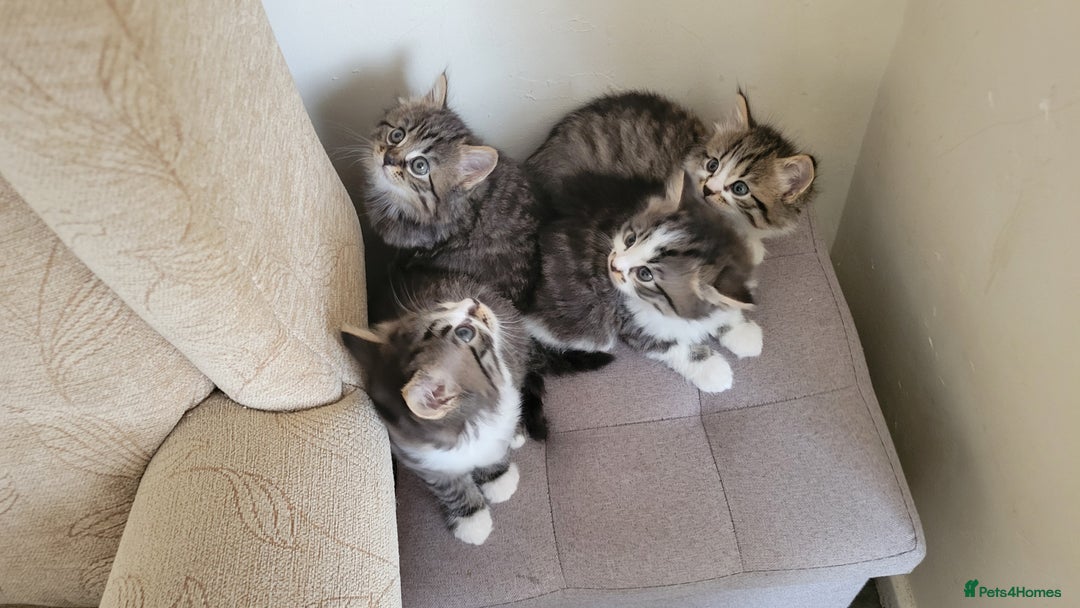 British Shorthair cats for sale: British Short-hair kittens - Image 8