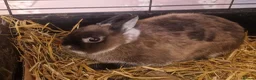 Netherland Dwarf rabbits for sale: Cute little baby Netherland Dwarf boy-Dumpling 🐰 - Advert 9