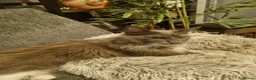 Maine Coon cats for sale: Adorable GCCF Main Coon kittens - Advert 9