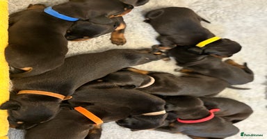 Dobermann dogs in London - Advert 2