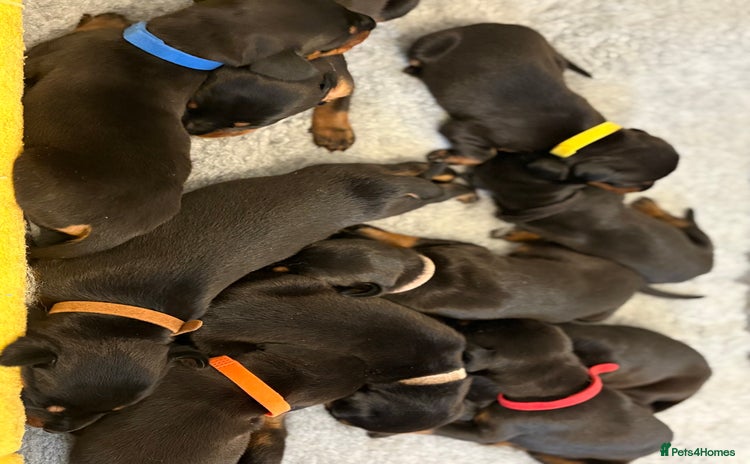 Dobermann dogs in London - Advert 10