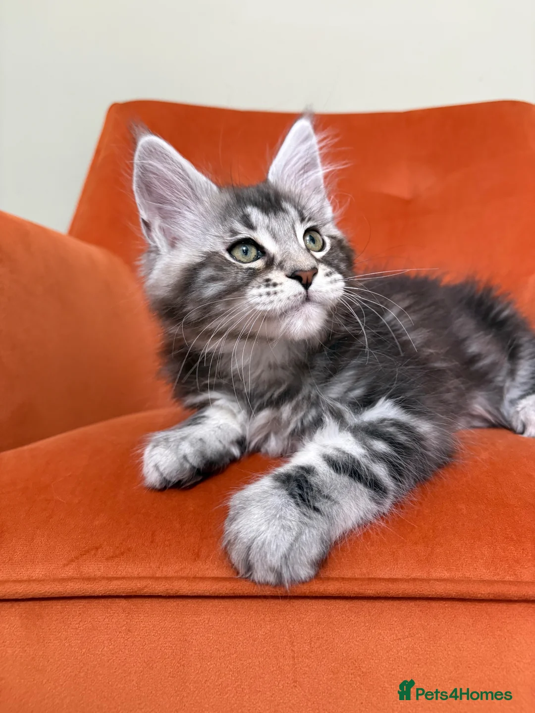 Maine Coon cats for sale: Champion bloodlines✨Breathtaking Maine Coon beauty - Advert 2