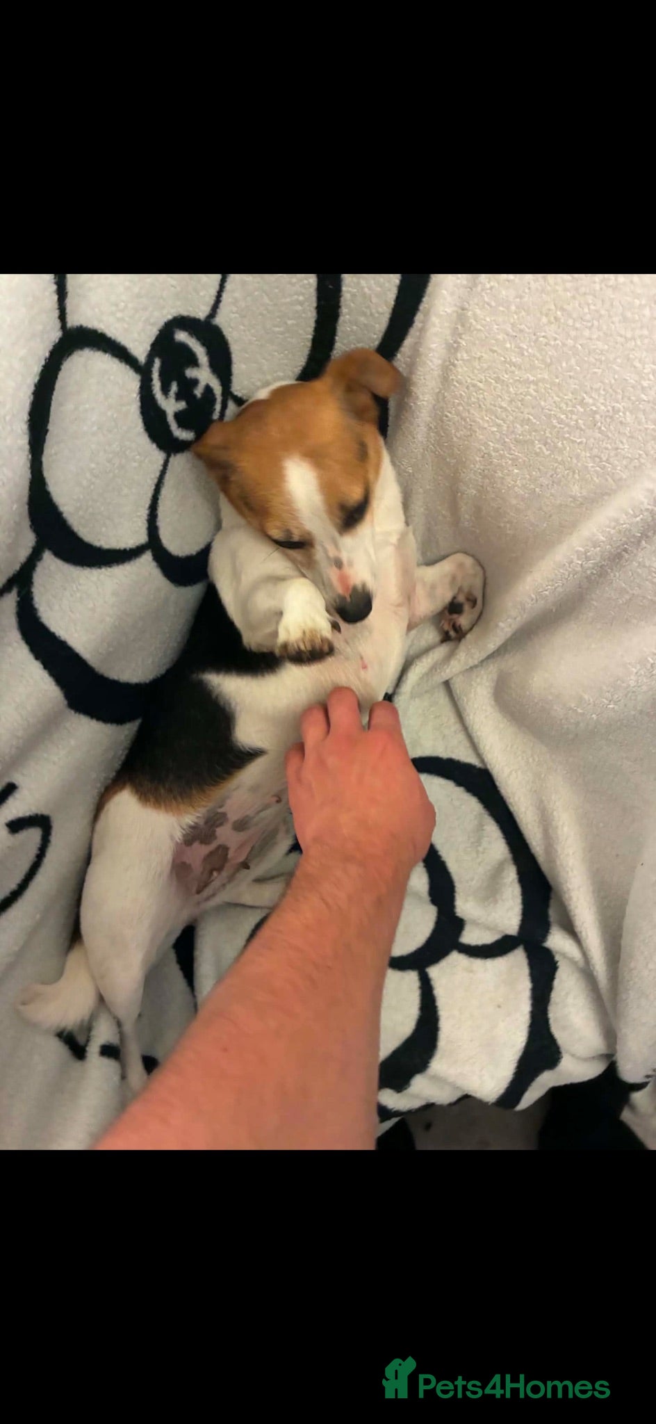 Jack Russell dogs Lovely jack Russell pup - Advert 14