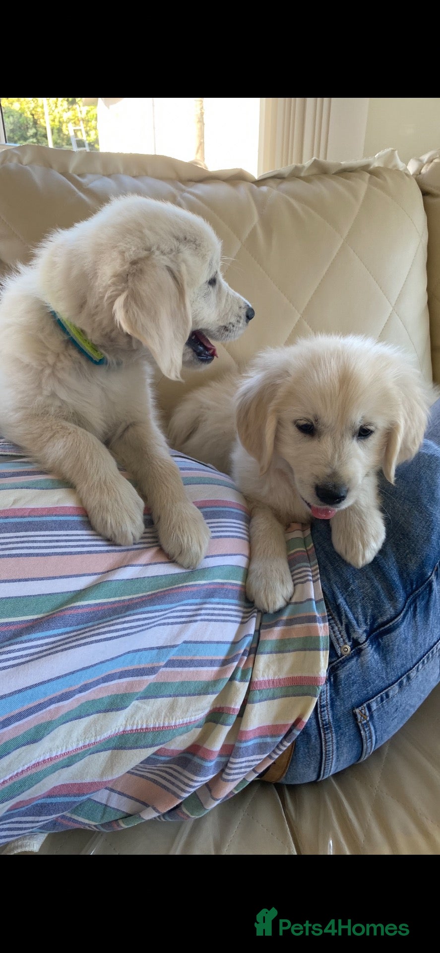 Golden Retriever dogs ONLY 3 kc boys available  - Advert 2