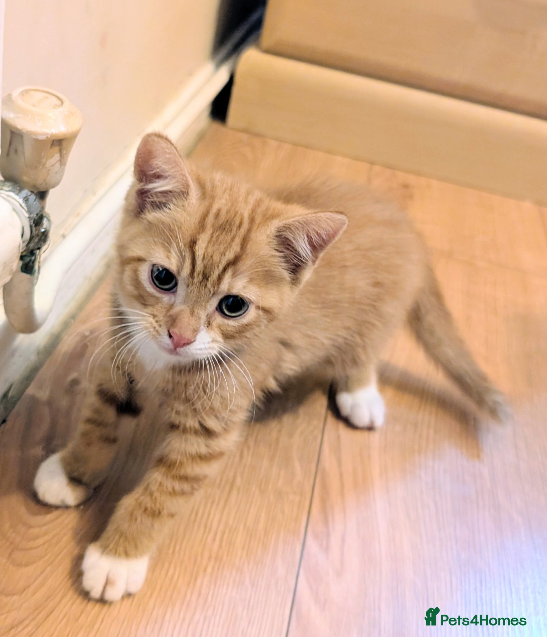 Mixed Breed cats Beautiful kittens, only two left - Advert 17