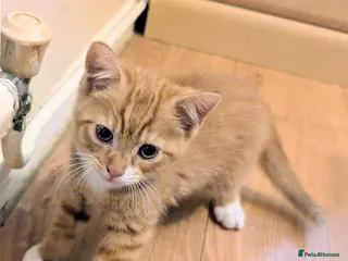 Mixed Breed cats Beautiful kittens, only two left - Advert 17