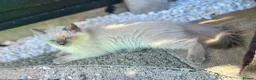 Ragdoll cats for sale: Female ragdoll kitten  - Advert 3
