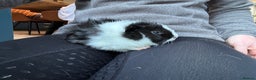 Guinea Pig rodents for sale: 2 beautiful baby girl guinea pigs - Advert 3