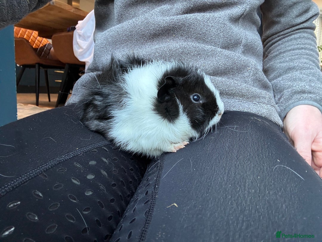 Guinea Pig rodents for sale: 2 beautiful baby girl guinea pigs - Advert 3