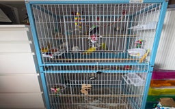 Budgerigars birds for sale: Budgies with cage  - Advert 2