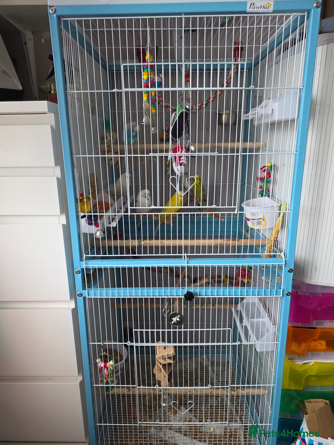 Budgerigars birds for sale: Budgies with cage  - Advert 2