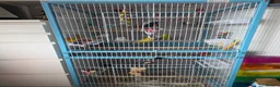 Budgerigars birds for sale: Budgies with cage  - Advert 2