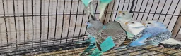 Budgerigars birds for sale: Super silly hand tamed baby budgies  - Advert 5